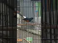 Murai Batu Thailand Muda Hutan memang menawan #cucakijo #kacer #muraibatu #lovebird