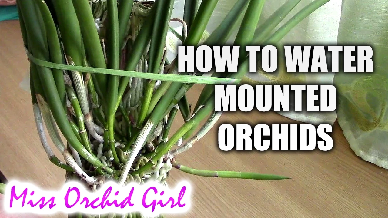 HOW TO WATER MOUNTED ORCHIDS
