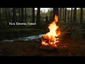4K Real Evening Campfire Authentic Sounds of Nature to Calm Your Mind