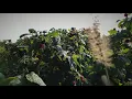 Spicer s Orchard - Blueberry Picking in Michigan