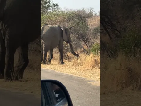 Elephant Safari in Africa