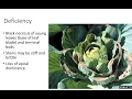 Boron as an essential element for plant growth