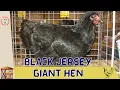 BLACK JERSEY GIANT HEN Information and Raising Tips