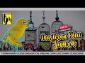 Download Lagu 🔴LIIVE masteran PLECI juara full tembakan