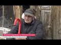 Download Lagu Sandžački stogodišnjaci sa Pešterske visoravni