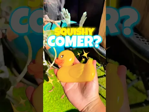 Pato unboxing #bloxfruits #unboxing #roblox #robloxshorts #shorts #trigongm #shorts