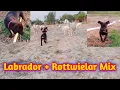 Labrador Rottweiler Mix Playing with Goat baby manishbrijbhushan