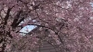 دق الهوا عالباب   فيروز دندنها