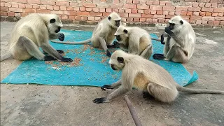 Chana Dekhte Hi Bandar Ho Gaye Pagal 🤪🐵