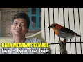 Download Lagu CARA MERAWAT BURUNG KEMADE AGAR CEPAT GACOR - PERAWATAN KEMADE AGAR GACOR, TIPS UNTUK PEMULA