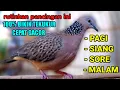 Download Lagu Terapi tekukur... rutin kan pancingan ini pagi siang sore malam agar tekukur cepat gacor