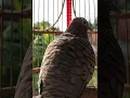Download Lagu Burung dara lokal mempunyai suara topcer yang jernih untuk umpan yang langsung bereaksi