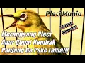 Download Lagu Merangsang Pleci Agar Cepat Nembak PANJANG Ga Pake LAMA!!!