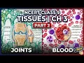 Tissues Class 9 Science Chapter 3 Part 2 Joints Blood Explained