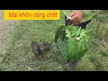 Download Lagu Bẫy chim chằng nghịch Mái/ Anh em chú ý phải lựa đánh mí được