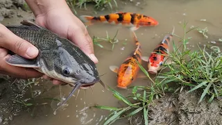 Finding Catfish in the Rice Fields, Koi Fish, Goldfish, Octopus, Crab, Shark [Part615]