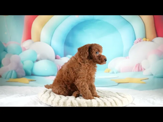 動画
