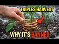 Lagu One Copper Wire Triples Your Harvest — Why Is This Science \