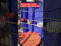 Download Lagu burung sogon nembak pelatuk sampit rapat #shorts