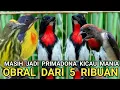 Download Lagu MASIH JADI PRIMADONA KICAU MANIA WARNA CANTIK SUARANYA MEMATIKAN CUMA ADA DI PB PRAMUKA  MP3