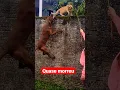 Download Lagu pitbull ataca gatinho e por sorte o pior não acontece #cutecat#cutekitten#pitbull