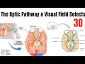 The Optic Pathway Visual Field Defects medical 3d animation learn Biology with Aliya