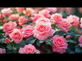 Download Lagu De mooiste melodie ter wereld🌿muziek van Sergey Grischuk, waar je voor altijd naar wilt luisteren