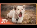 Download Lagu The Rare White Lions of Kruger National Park: A Survival Story