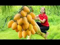 Download Lagu Harvesting 1000 + Kg Big Mango Goes To Market Sell, How to Make Mango Salad Dessert| Ella New Life