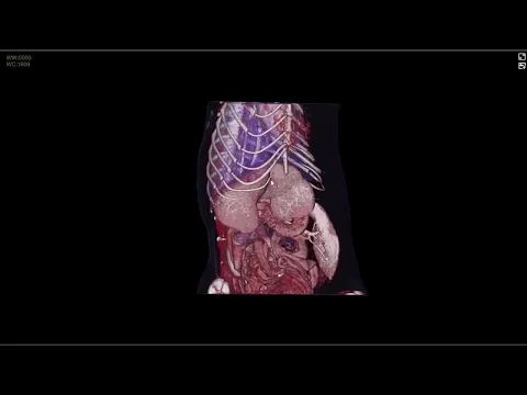 動物CT 3D渲染-貓