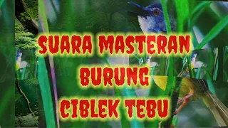 suara masteran burung ciblek tebu gacor cocok untuk mikat