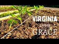 It s Time Planting Tomatoes and Warm Season Vegetables in Virginia Zone 7B Square Foot Garden