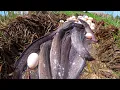 Download Lagu Top video best hand fishing - skills man catch a lot of fish \u0026 pick eggs in mud water in rice field