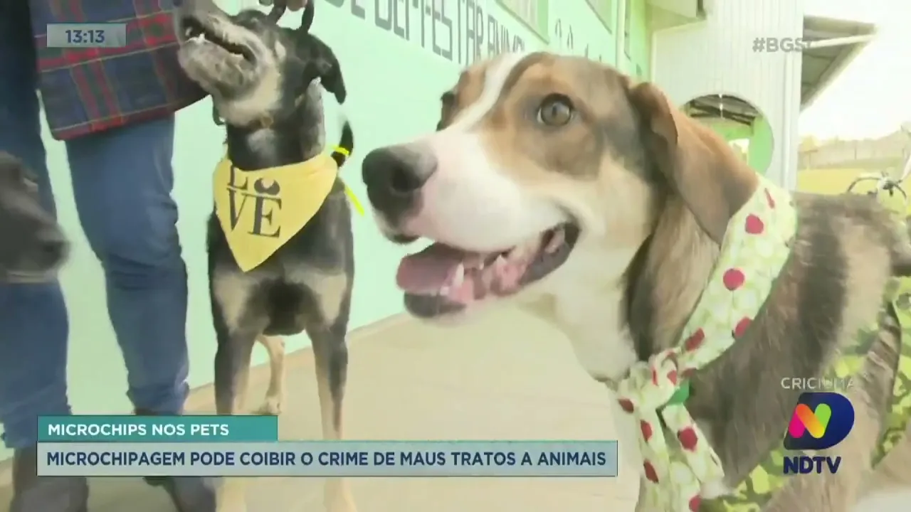 Criciúma investe na microchipagem pet para prevenir crimes e dar mais segurança aos tutores