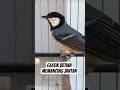 Download Lagu Glatik Betina Gacor Bikin Nyaut #glatik #gelatik #gelatik batu #gelatikbatugacor #birdsong #short