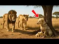 Lagu Lion Saves Mother Dog and Her Bound Puppies – What Happens Next Makes Everyone Cry