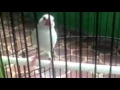Lagu Kicauan Burung Gelatik Albino Bersuara Khas
