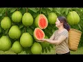 Download Lagu Harvesting Rare Pink Guava \u0026 Making Crispy Corn Cakes Sell Out Fast at the Market | Daily Life