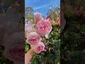 Download Lagu Peony Pink Rose Plant|芍药粉