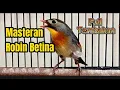 Download Lagu BURUNG ROBIN BETINA GACOR❗full BESETAN DAN TEMBAKAN cocok Buat Masteran Dan Pancingan