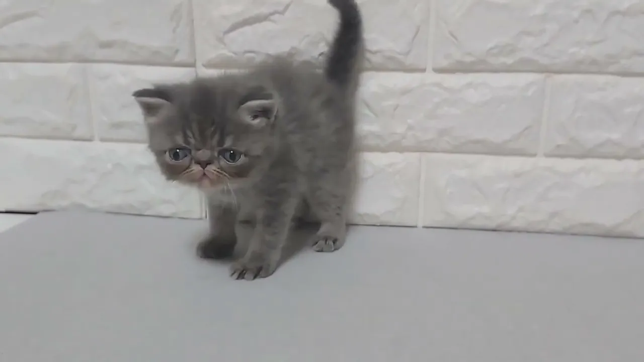 動画