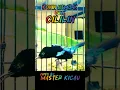 Download Lagu Konin Isian Cililin Nembak Panjang #Konin #masteranburung #kicaumania