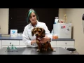 Locust Valley Veterinary Clinic