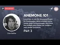 Anemone 101 - Part 3