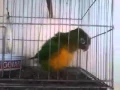 Download Lagu Papagaio dançando capoeira