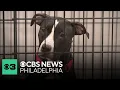 ACCT Philadelphia offering financial incentives to those who can foster or adopt pets
