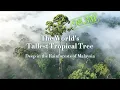 How LiDAR Revealed the World s Tallest Tropical Tree