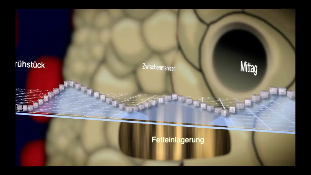 2 Gesunde Ernährung - gesunde und ungesunde Fette