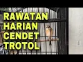 Download Lagu Perawatan cendet trotol agar cepat bunyi dan cepat ganti bulu
