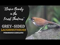 Download Lagu Burung Laughingthrush Sisi Abu-abu | Keindahan yang Sulit Dipahami di Bayangan Hutan #burung #satwa liar #tren